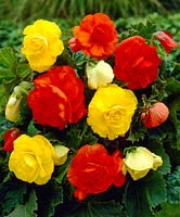Begonia double yellow + red mixed