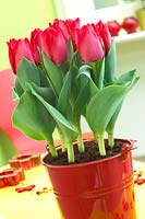 Tulipa Spryng Â®