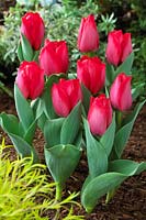 Tulipa Spryng Â®