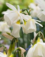 Narcissus Horn of Plenty