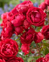 Rosa Morsday red
