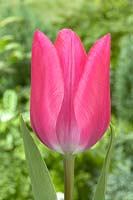 Tulipa Fusarino