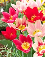 Tulipa Delight mixed
