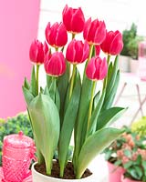 Tulipa Rosy Delight