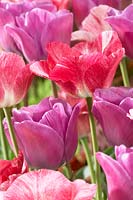 Tulipa Hemisphere, Magic Lavender