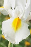 Iris Cream Beauty