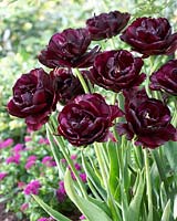 Tulipa Black Rose