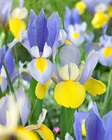 Iris Oriental Beauty, Sky Beauty