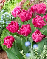 Tulipa Raspberry Ice