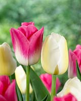 Tulipa Dynasty, Tulipa Angel's Wish