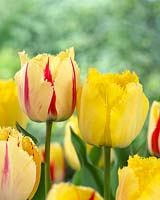 Tulipa Flaming Elegance, Tulipa Royal Elegance