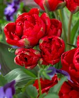 Tulipa Redwood