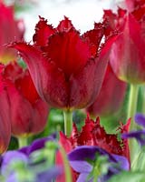 Tulipa Pacific Pearl
