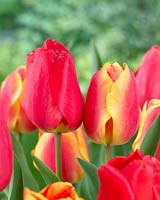 Tulipa Oxford, Tulipa Oxford's Elite