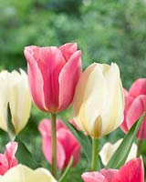 Tulipa Albert Heijn, Tulipa Purissima