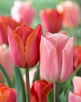Tulipa Apricot Beauty, Tulipa Charade