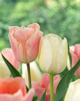 Tulipa Apricot Beauty, Tulipa Pays Bas