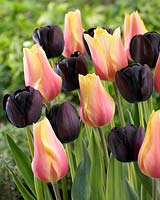 Tulipa Blushing Beauty, Tulipa Queen of Night