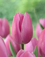 Tulipa Elsie