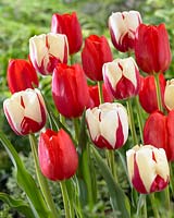 Tulipa Grand Douceur, Tulipa World Expression