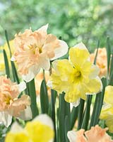 Narcissus Cassata, Narcissus Walz