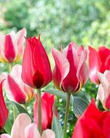 Tulipa Annie Salomons, Tulipa Mary Ann