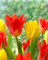 Tulipa Candela, Tulipa Juan