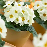 Primula vulgaris Heritage Cream