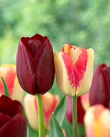 Tulipa National Velvet, Tequila Sun