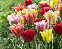 Tulipa viridiflora mix