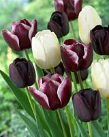 Tulipa Pays Bas, Private Eyes, Queen of Night