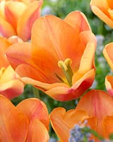 Tulipa Apricot Fox