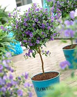 Solanum blue