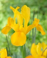 Iris Golden Beauty