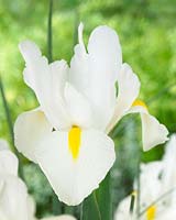 Iris White Beauty