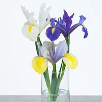 Irises in vase