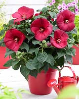Hibiscus Guido Red