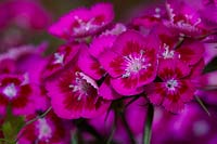 Dianthus Diabunda Rose