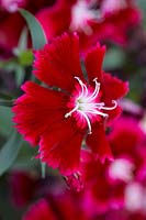 Dianthus chinensis Festival Deep Red