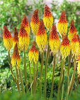 Kniphofia Flaming Torch
