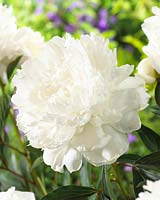 Paeonia Sarah Bernhardt Super White