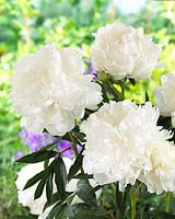 Paeonia Sarah Bernhardt Super White