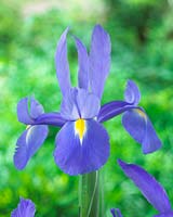 Iris Blue Nile