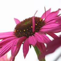 Echinacea Pink Mist