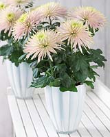 Chrysanthemum Anastasia Star Pink
