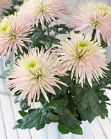 Chrysanthemum Anastasia Star Pink