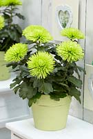 Chrysanthemum Anastasia Dark Green