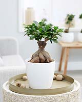 Ficus microcarpa Ginseng bonsai