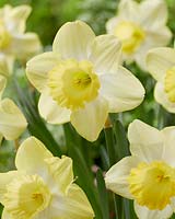 Narcissus Fellows Favourite