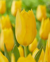 Tulipa Muscadet